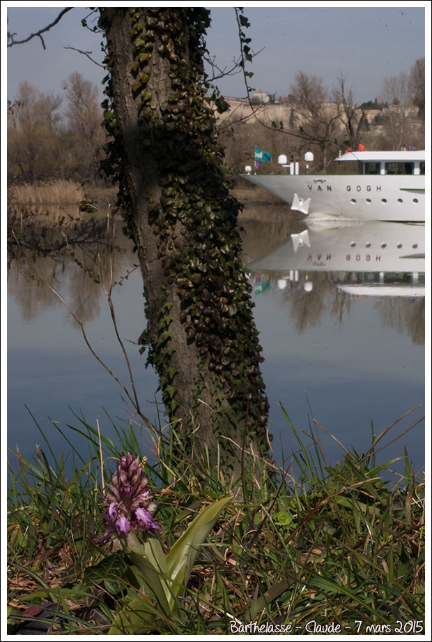 150308_Avignon_barthelasse_robertianum_bateau_DSC0763.jpg