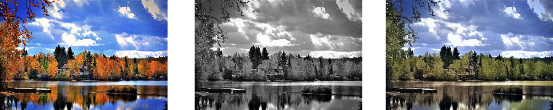 automne colorisation.jpg