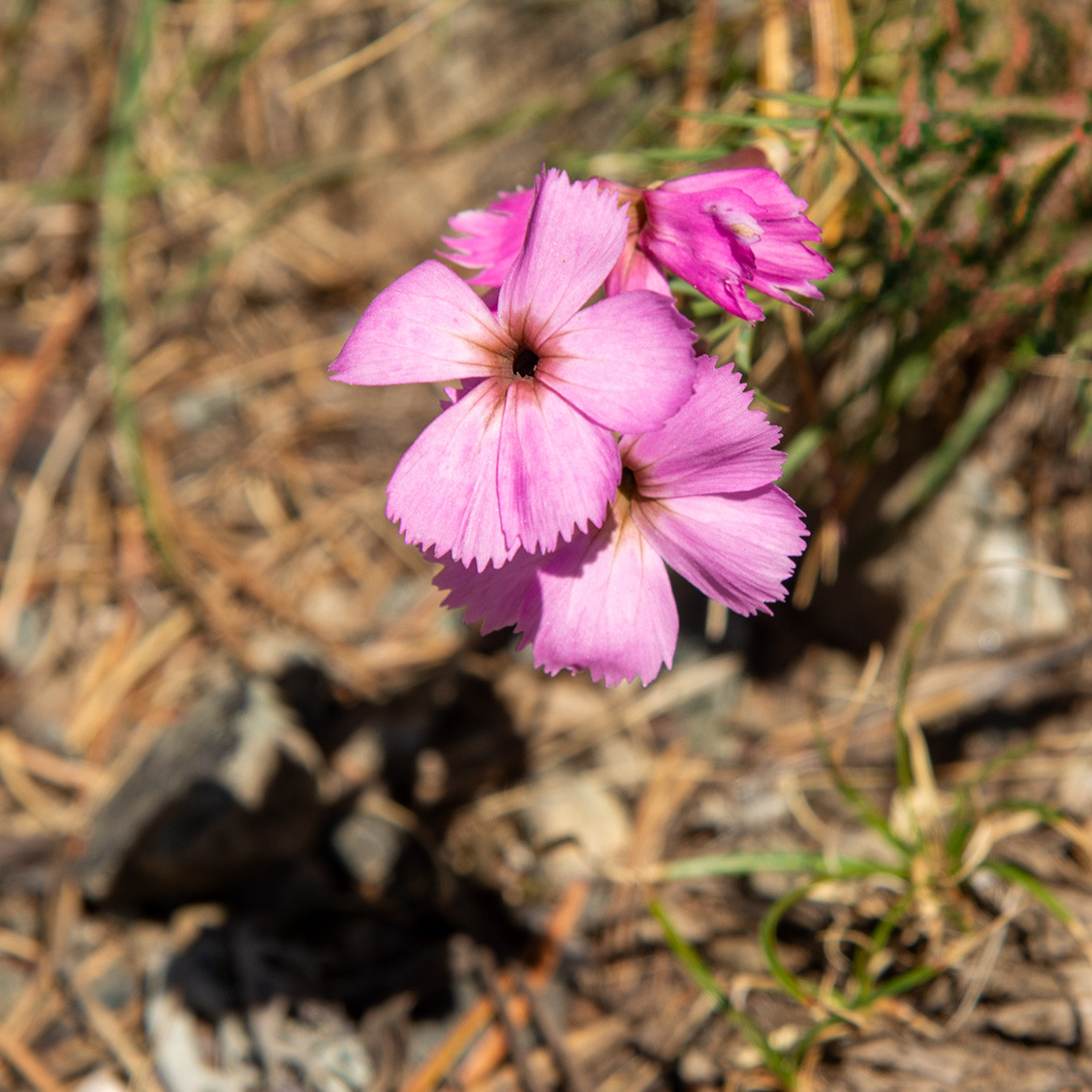 ARG_9344 oeillets des rochers.jpg