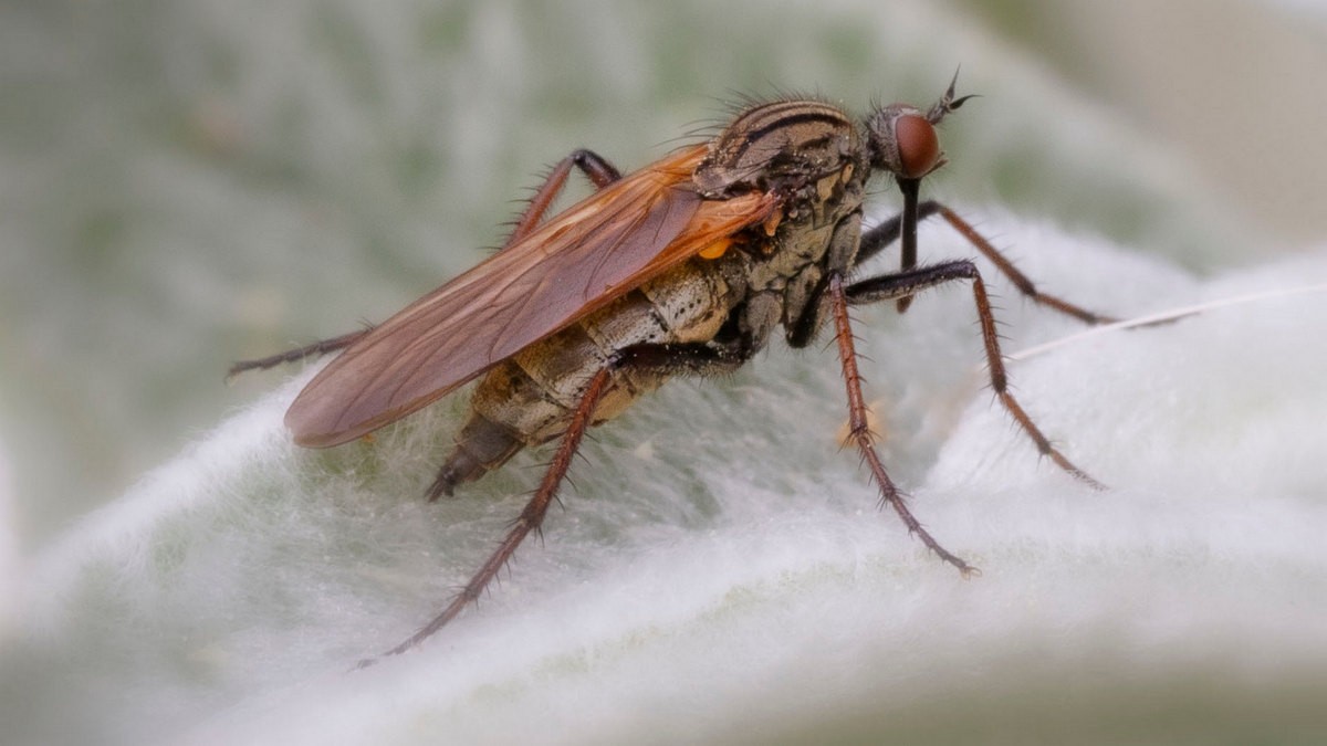 insecte.jpg