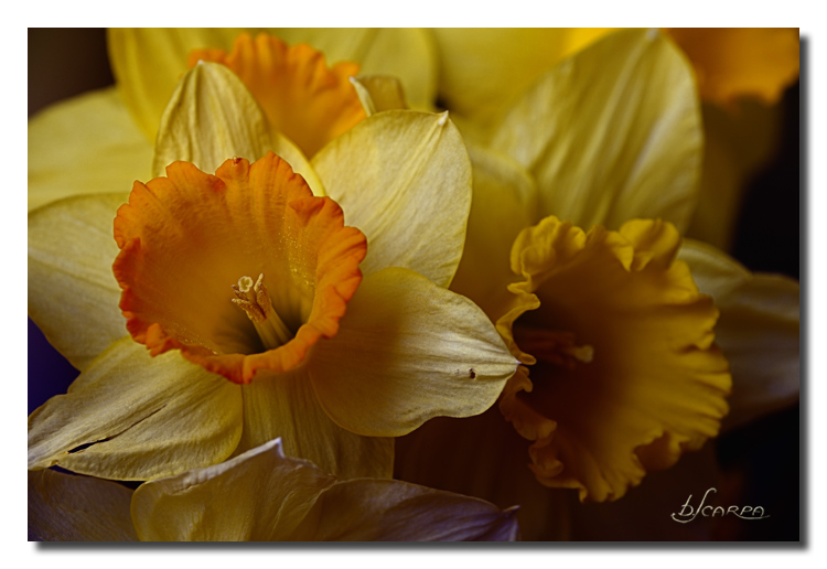 2010-03-29_Jonquilles-Narcisses-du-jardin.jpg