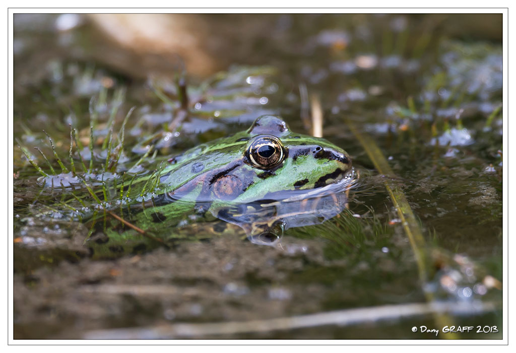DG4415-GRENOUILLE-DG01-.jpg