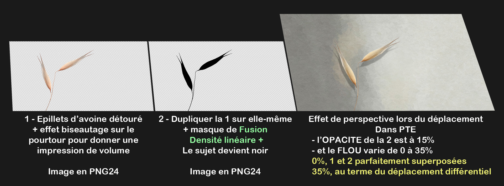 Epillets d'avoine.jpg