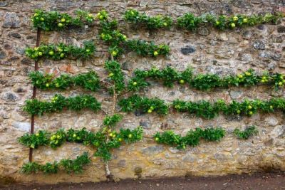 arbre fruitier en espalier.jpg