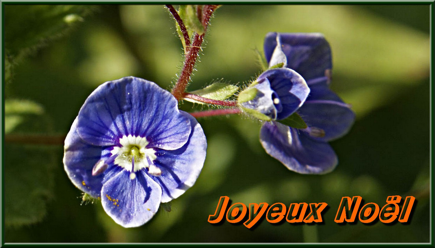 Petite-fleur.jpg