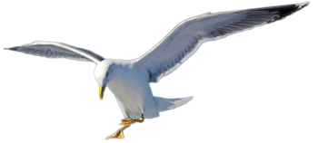 mouette.png