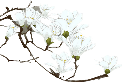 fleur de magnolia.png