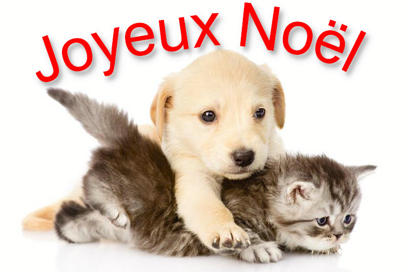 chien_chat-noel.jpg