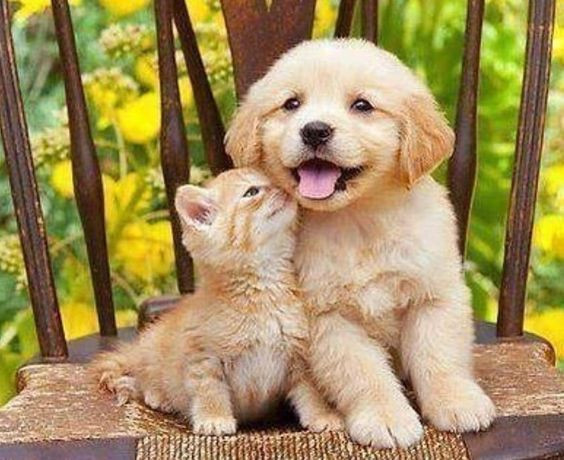 Chien-Chat.jpg